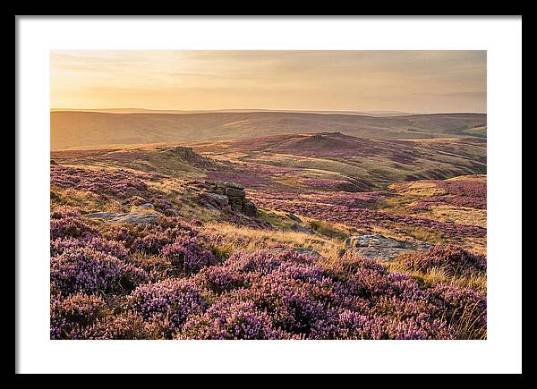 Moorland Embraced By Purple Heather