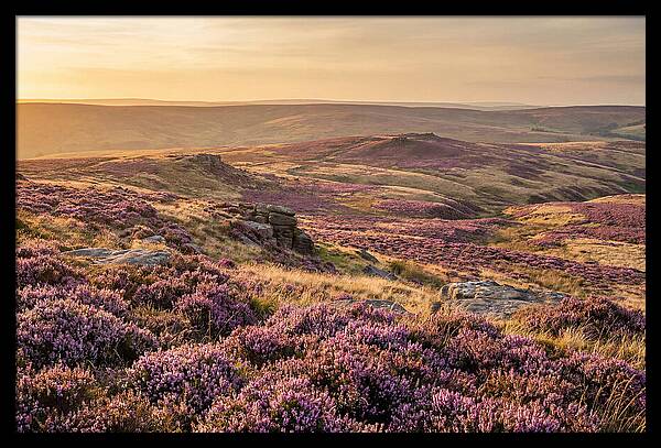 Moorland Embraced By Purple Heather