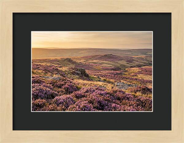 Moorland Embraced By Purple Heather
