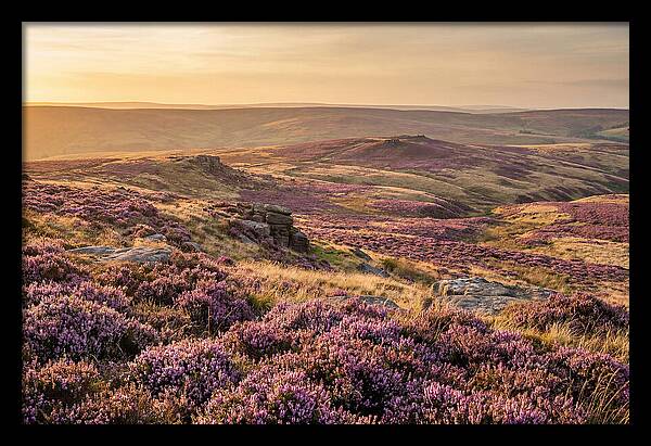 Moorland Embraced By Purple Heather