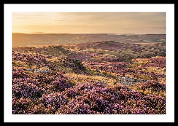 Moorland Embraced By Purple Heather