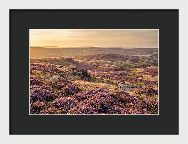 Moorland Embraced By Purple Heather
