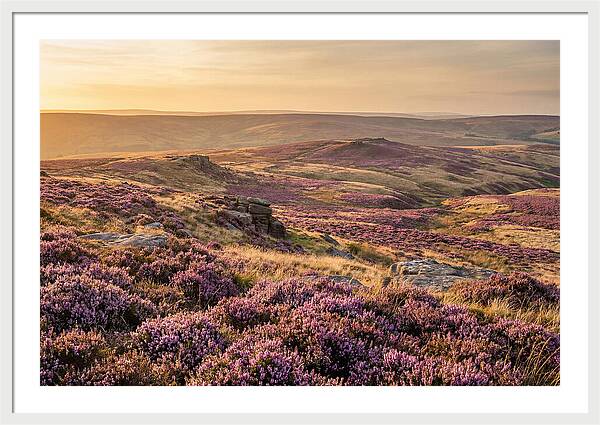 Moorland Embraced By Purple Heather