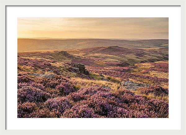 Moorland Embraced By Purple Heather