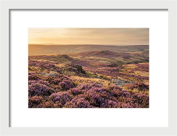 Moorland Embraced By Purple Heather