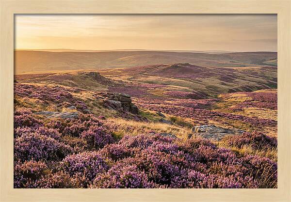 Moorland Embraced By Purple Heather