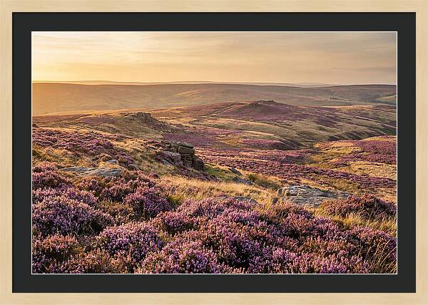 Moorland Embraced By Purple Heather