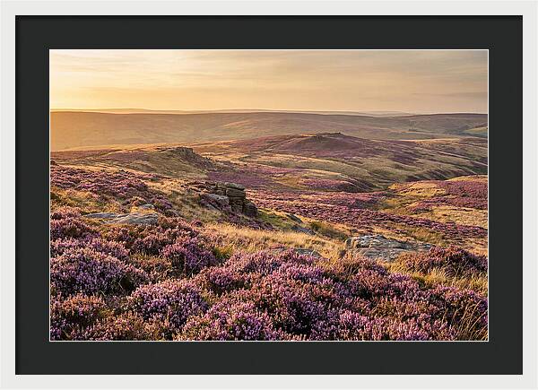 Moorland Embraced By Purple Heather
