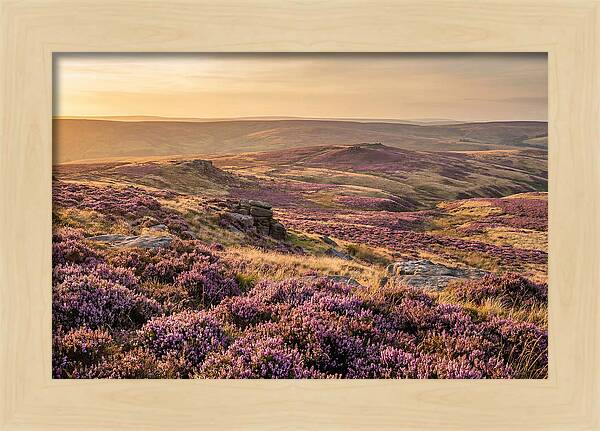 Moorland Embraced By Purple Heather
