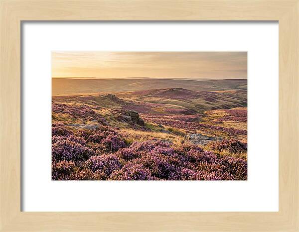 Moorland Embraced By Purple Heather