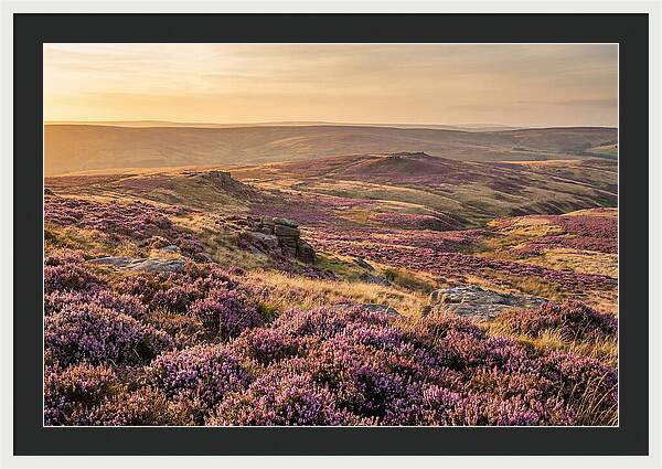 Moorland Embraced By Purple Heather