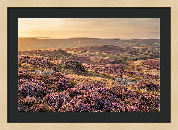 Moorland Embraced By Purple Heather