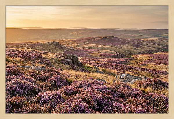 Moorland Embraced By Purple Heather