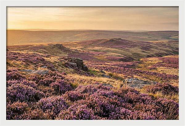 Moorland Embraced By Purple Heather