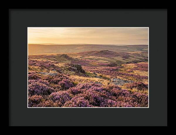 Moorland Embraced By Purple Heather