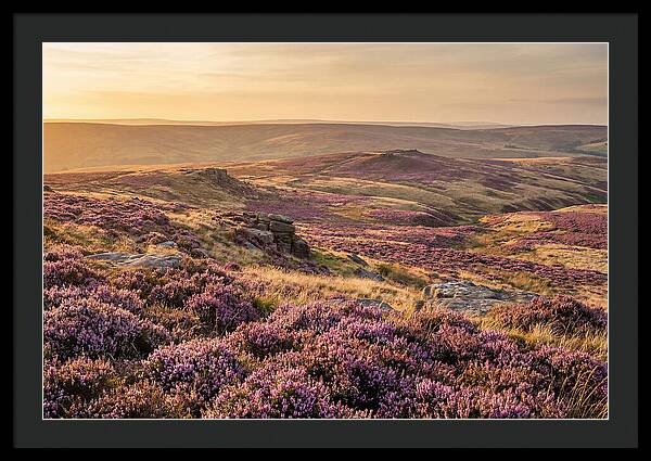 Moorland Embraced By Purple Heather