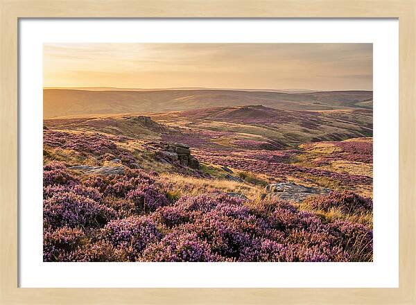 Moorland Embraced By Purple Heather