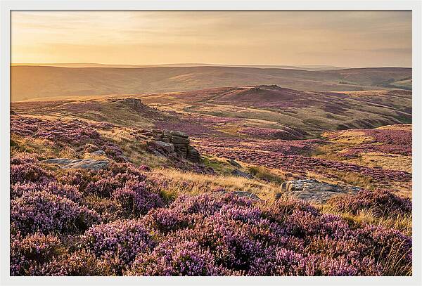 Moorland Embraced By Purple Heather