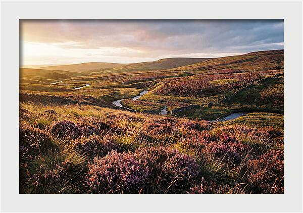 Moorland Serenity At Sunset