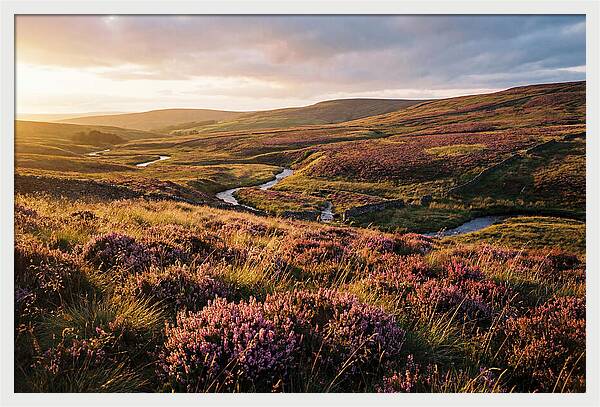 Moorland Serenity At Sunset
