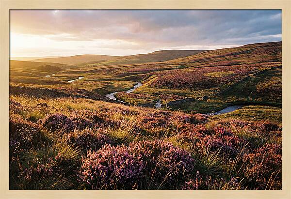 Moorland Serenity At Sunset