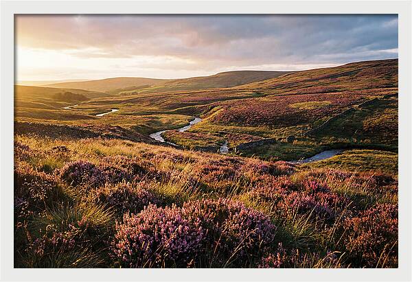 Moorland Serenity At Sunset