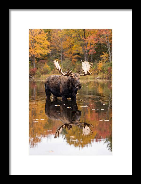 Moose Bull In Autumn Reflection