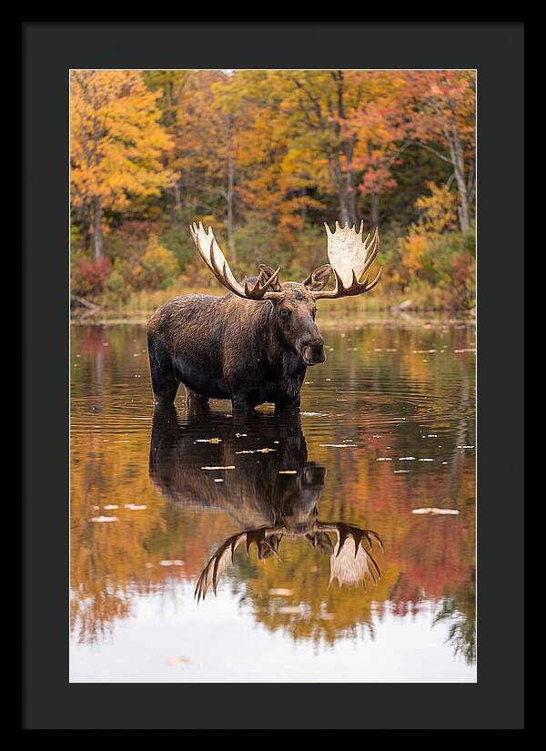 Moose Bull In Autumn Reflection