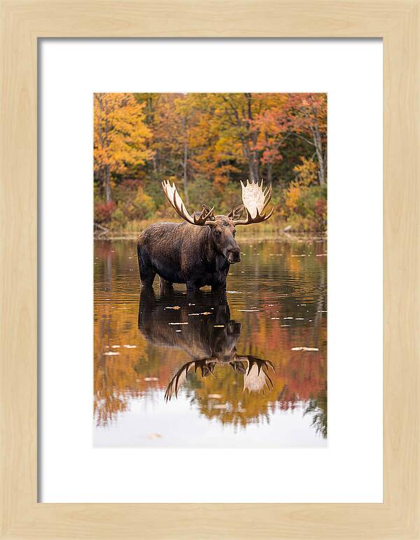 Moose Bull In Autumn Reflection