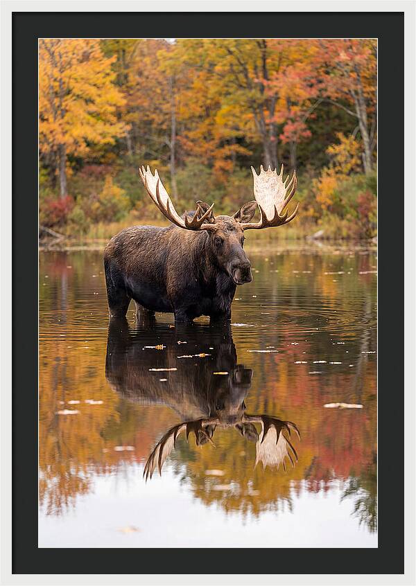 Moose Bull In Autumn Reflection