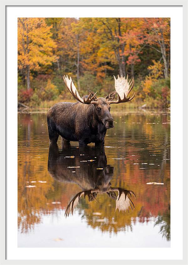 Moose Bull In Autumn Reflection