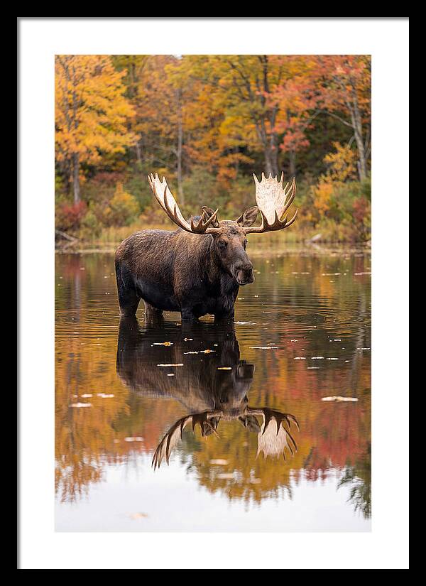 Moose Bull In Autumn Reflection