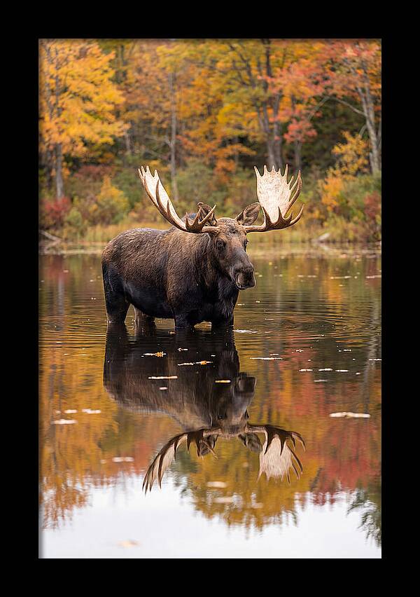 Moose Bull In Autumn Reflection