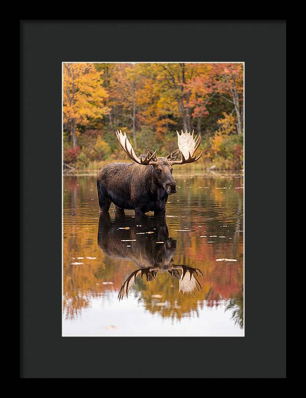 Moose Bull In Autumn Reflection
