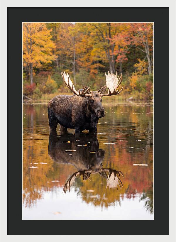 Moose Bull In Autumn Reflection