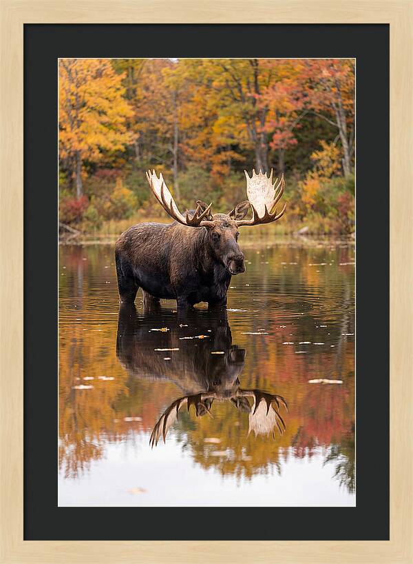 Moose Bull In Autumn Reflection