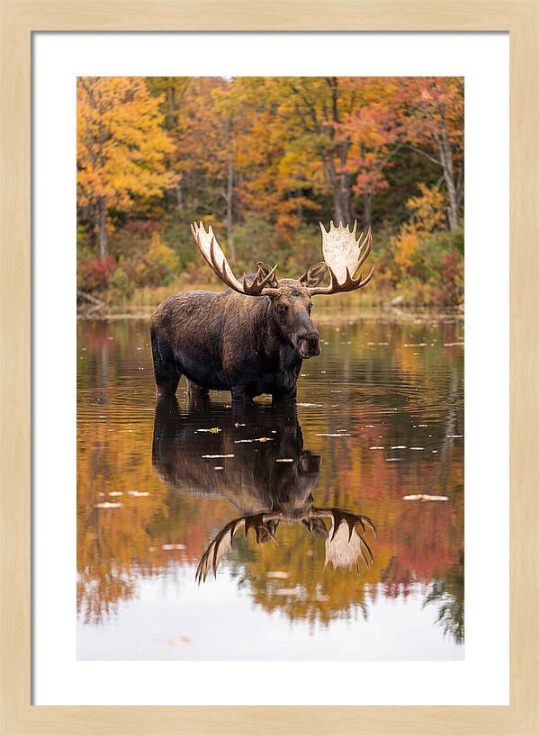 Moose Bull In Autumn Reflection