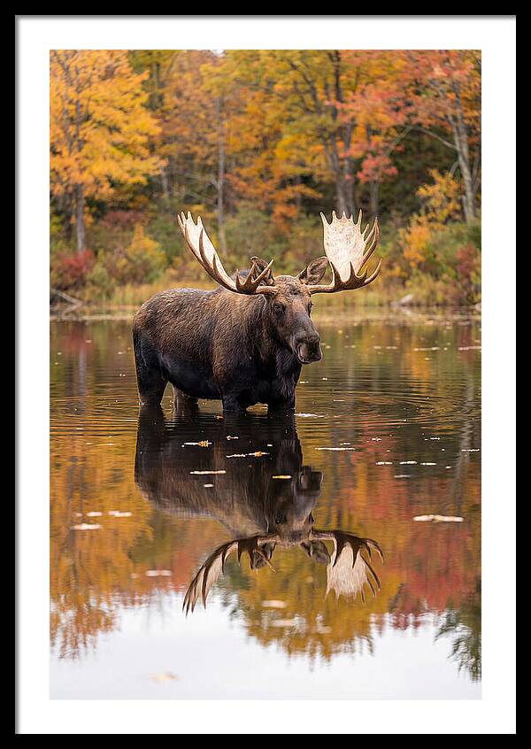 Moose Bull In Autumn Reflection