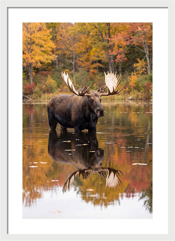 Moose Bull In Autumn Reflection