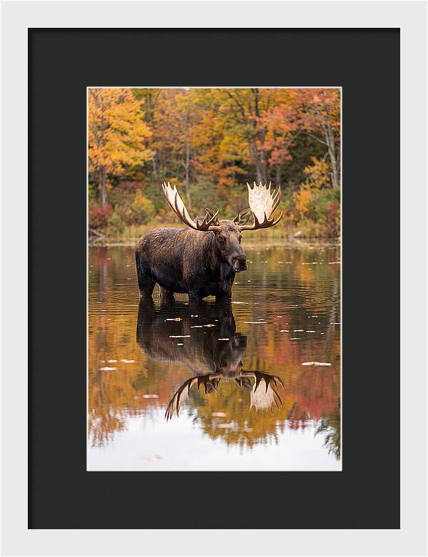 Moose Bull In Autumn Reflection