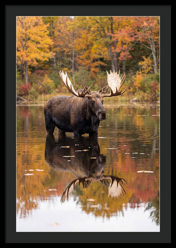 Moose Bull In Autumn Reflection