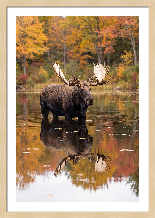 Moose Bull In Autumn Reflection