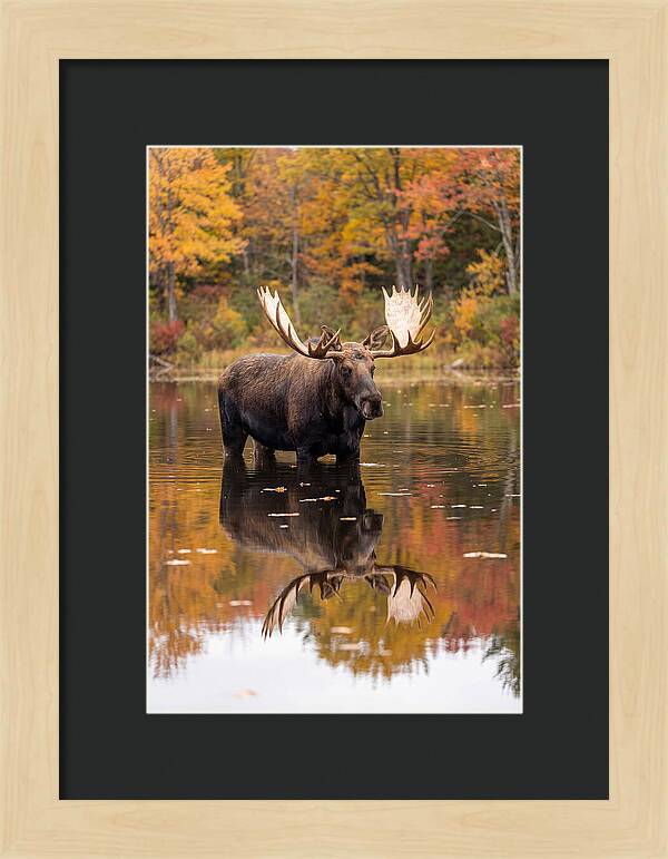 Moose Bull In Autumn Reflection