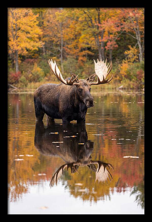 Moose Bull In Autumn Reflection