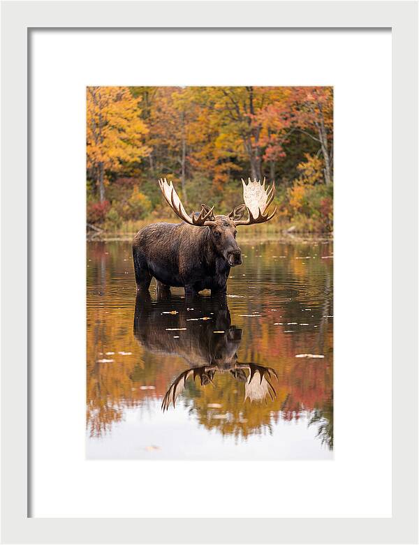 Moose Bull In Autumn Reflection