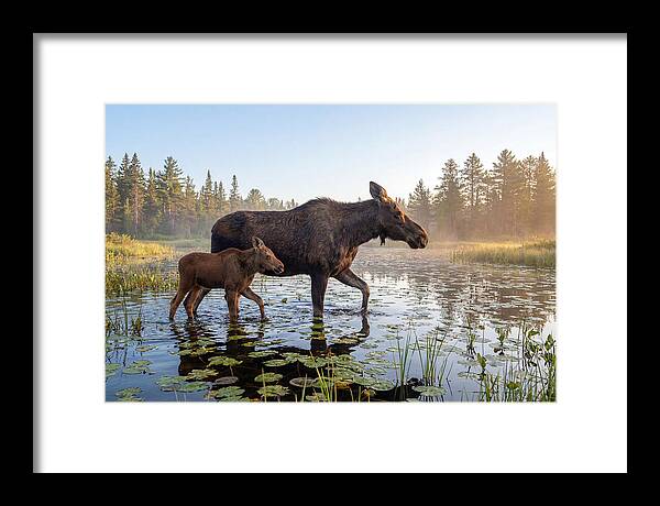 Moose Cow And Calf In Serenity