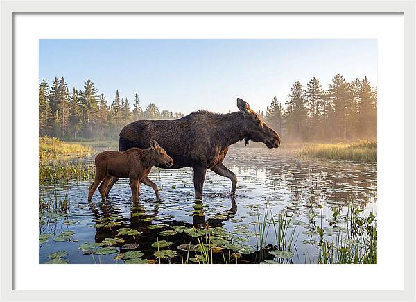 Moose Cow And Calf In Serenity