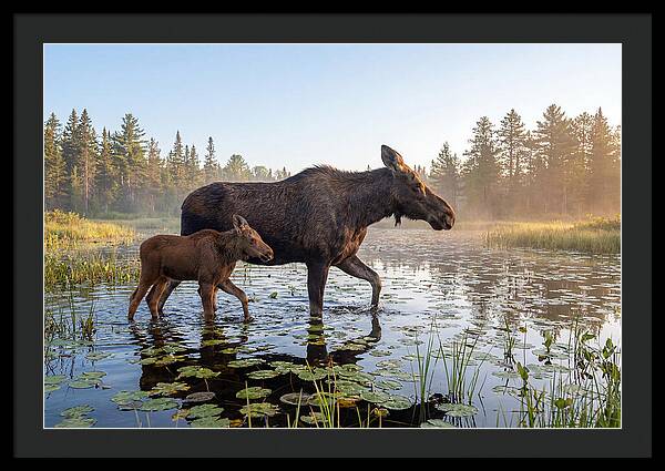 Moose Cow And Calf In Serenity