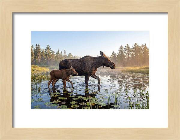 Moose Cow And Calf In Serenity