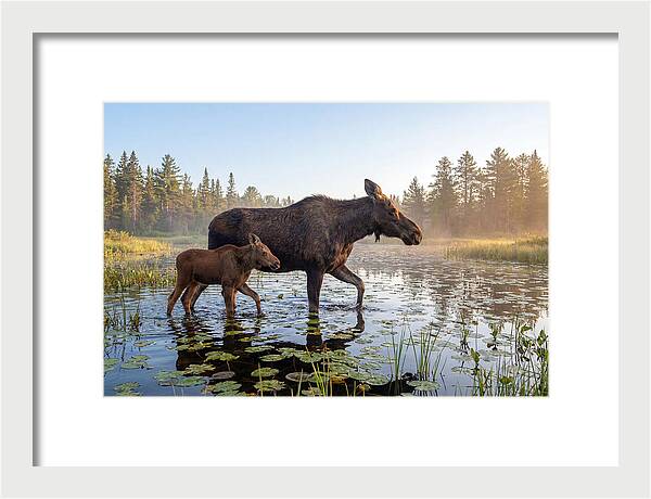 Moose Cow And Calf In Serenity